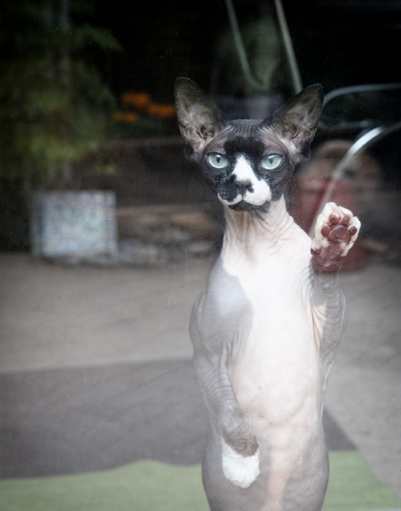 fea, the hairless sphynx cat